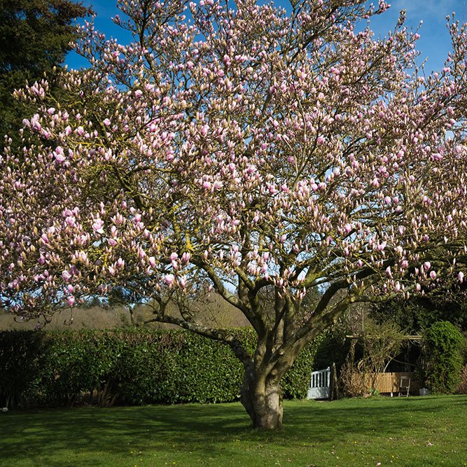 Au jardin, le magnolia <small>© La Châtaigneraie - Chambres d'hôtes</small>